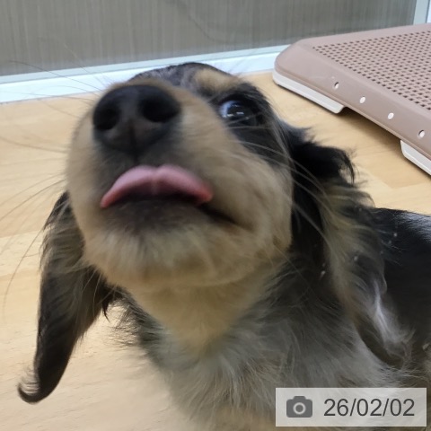 福岡県のミニチュアダックスフンド(ロング) (ペットプラス 福岡店/2025年11月25日生まれ/男の子/シルバーダップル)の子犬の4枚目の画像