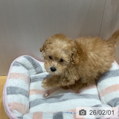 トイ・プードルの写真