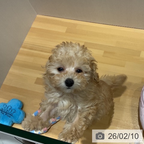 埼玉県のトイプードル(トイ) (ペットプラス 与野店/2025年11月28日生まれ/女の子/オレンジフォーン)の子犬の4枚目の画像