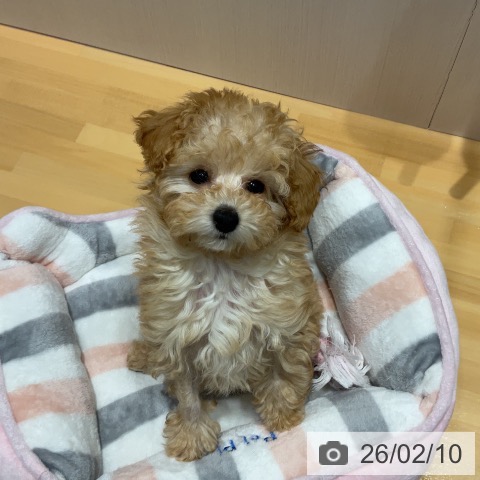 埼玉県のトイプードル(トイ) (ペットプラス 与野店/2025年11月28日生まれ/女の子/オレンジフォーン)の子犬の3枚目の画像