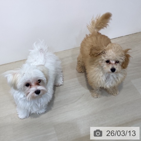 埼玉県のトイプードル(トイ) (ペットプラス クレアモール川越店/2025年11月28日生まれ/女の子/オレンジフォーン)の子犬の4枚目の画像