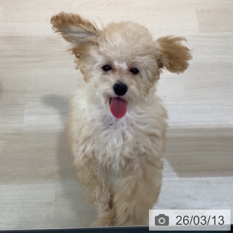 埼玉県のトイプードル(トイ) (ペットプラス クレアモール川越店/2025年11月28日生まれ/女の子/オレンジフォーン)の子犬の3枚目の画像