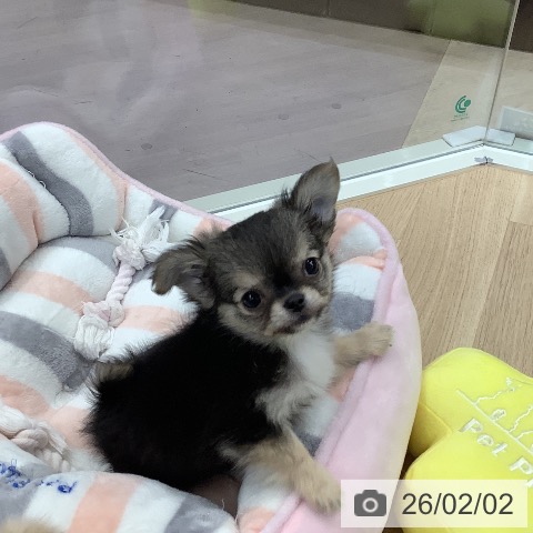 東京都のチワワ(ロング) (ペットプラス 日の出店/2025年11月28日生まれ/男の子/ブラックセーブルホワイト)の子犬の4枚目の画像