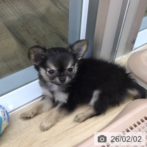 東京都のチワワ(ロング) (ペットプラス むさし村山店/2025年11月28日生まれ/男の子/ブラックセーブルホワイト)の子犬の3枚目の画像