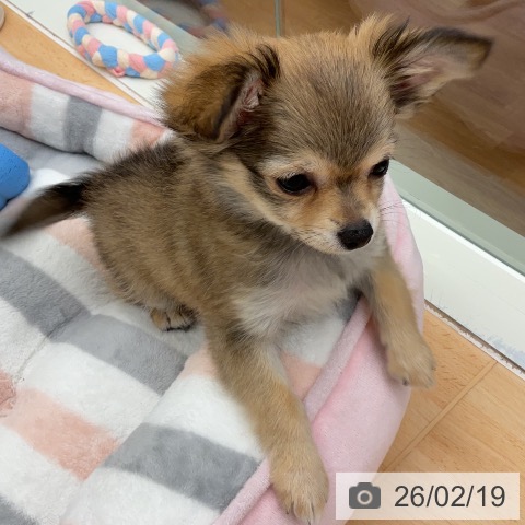 千葉県のチワワ(ロング) (ペットプラス 成田店/2025年11月28日生まれ/女の子/フォーンホワイト)の子犬の4枚目の画像