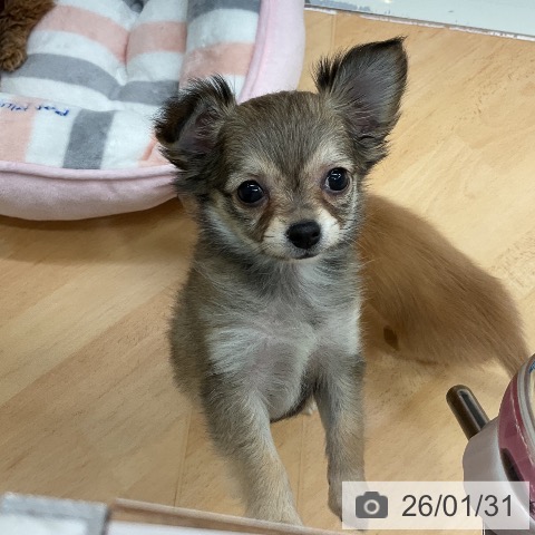 千葉県のチワワ(ロング) (ペットプラス 成田店/2025年11月28日生まれ/女の子/フォーンホワイト)の子犬の3枚目の画像