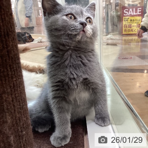 宮崎県のブリティッシュショートヘアー (ペットプラス 宮崎店/2025年11月29日生まれ/女の子/ブルークリーム)の子猫の4枚目の画像