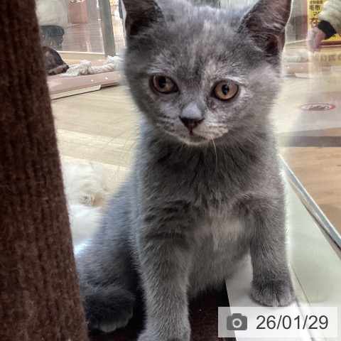 宮崎県のブリティッシュショートヘアー (ペットプラス 宮崎店/2025年11月29日生まれ/女の子/ブルークリーム)の子猫の3枚目の画像