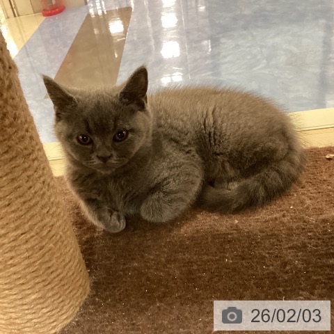 福岡県のブリティッシュショートヘアー (ペットプラス 福岡伊都店/2025年11月29日生まれ/男の子/ブルー)の子猫の4枚目の画像