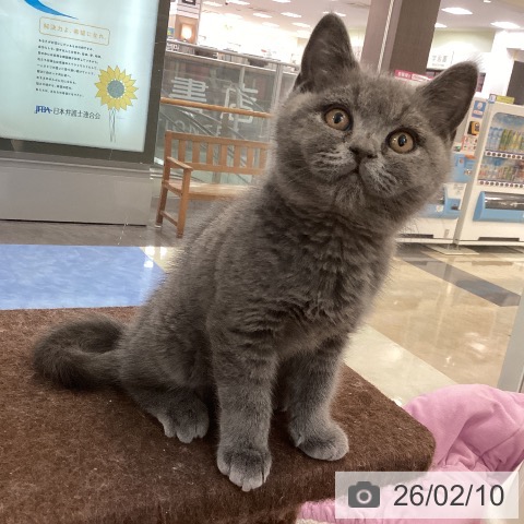 福岡県のブリティッシュショートヘアー (ペットプラス 福岡伊都店/2025年11月29日生まれ/男の子/ブルー)の子猫の4枚目の画像