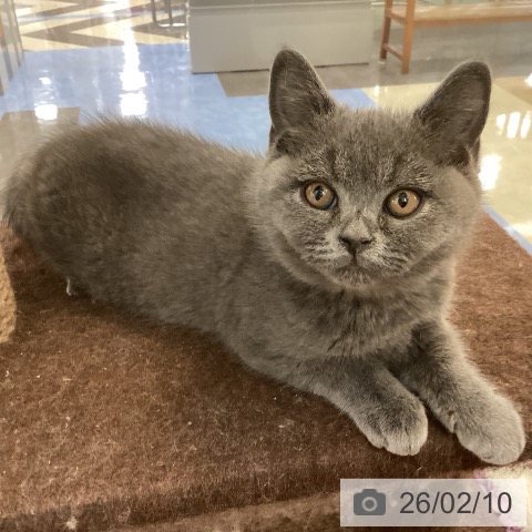 福岡県のブリティッシュショートヘアー (ペットプラス 福岡伊都店/2025年11月29日生まれ/男の子/ブルー)の子猫の3枚目の画像