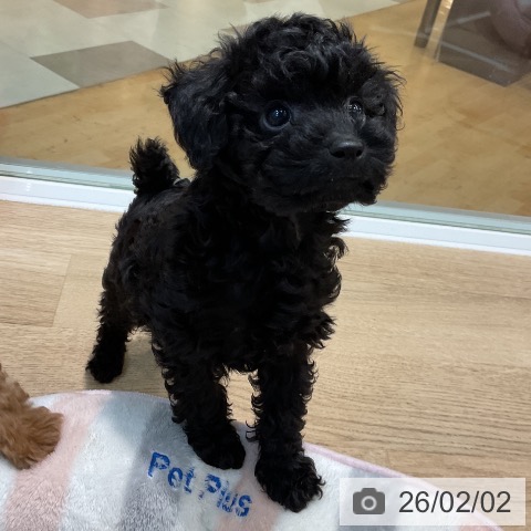 トイ・プードルの写真