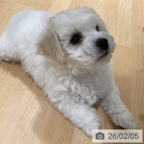 鹿児島県のビションフリーゼ (ペットプラス 姶良店/2025年12月3日生まれ/男の子/ホワイト)の子犬の3枚目の画像