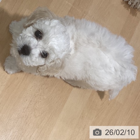 鹿児島県のビションフリーゼ (ペットプラス 姶良店/2025年12月3日生まれ/男の子/ホワイト)の子犬の4枚目の画像