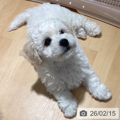 鹿児島県のビションフリーゼ (ペットプラス 姶良店/2025年12月3日生まれ/男の子/ホワイト)の子犬の4枚目の画像