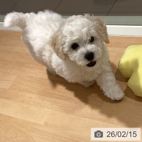 鹿児島県のビションフリーゼ (ペットプラス 姶良店/2025年12月3日生まれ/男の子/ホワイト)の子犬の3枚目の画像