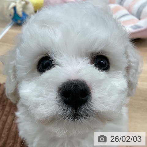 福岡県のビションフリーゼ (ペットプラス 八幡東店/2025年12月3日生まれ/男の子/ホワイト)の子犬の4枚目の画像