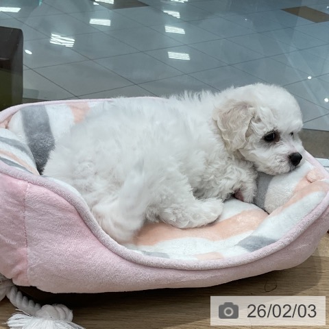 福岡県のビションフリーゼ (ペットプラス 八幡東店/2025年12月3日生まれ/男の子/ホワイト)の子犬の3枚目の画像