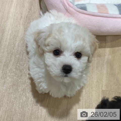 福岡県のビションフリーゼ (ペットプラス 小倉南店/2025年12月3日生まれ/女の子/ホワイト)の子犬の4枚目の画像