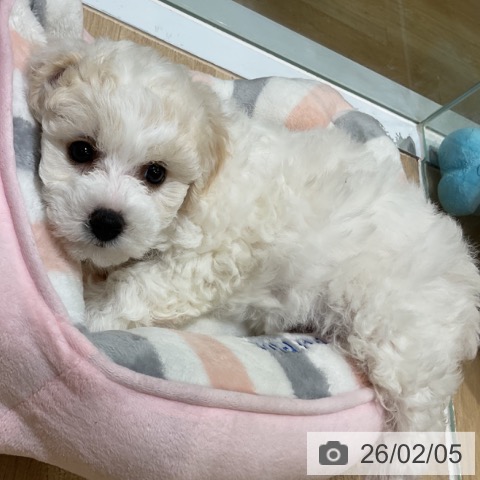 福岡県のビションフリーゼ (ペットプラス 小倉南店/2025年12月3日生まれ/女の子/ホワイト)の子犬の3枚目の画像