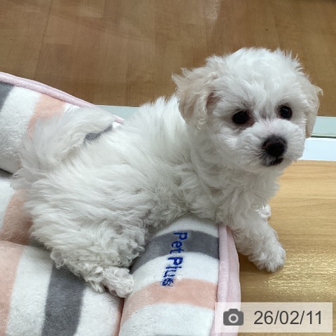 福岡県のビションフリーゼ (ペットプラス 黒崎店/2025年12月3日生まれ/女の子/ホワイト)の子犬の3枚目の画像