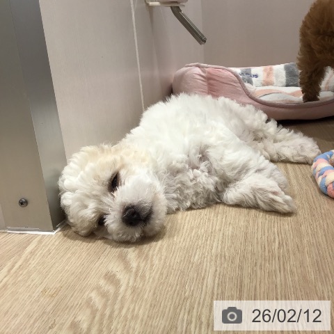 沖縄県のビションフリーゼ (ペットプラス 沖縄ライカム店/2025年12月3日生まれ/女の子/ホワイト)の子犬の4枚目の画像