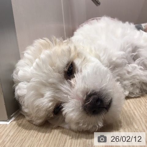 沖縄県のビションフリーゼ (ペットプラス 沖縄ライカム店/2025年12月3日生まれ/女の子/ホワイト)の子犬の3枚目の画像