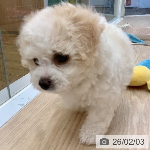 沖縄県のビションフリーゼ (ペットプラス 南風原店/2025年12月3日生まれ/女の子/ホワイト)の子犬の3枚目の画像