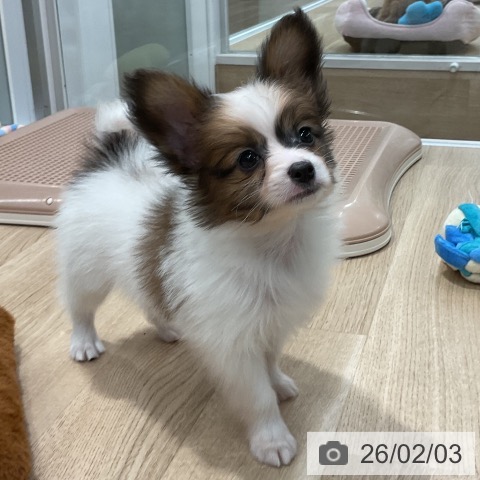 福岡県のパピヨン (ペットプラス 八幡東店/2025年12月2日生まれ/男の子/ホワイトブラウン)の子犬の3枚目の画像