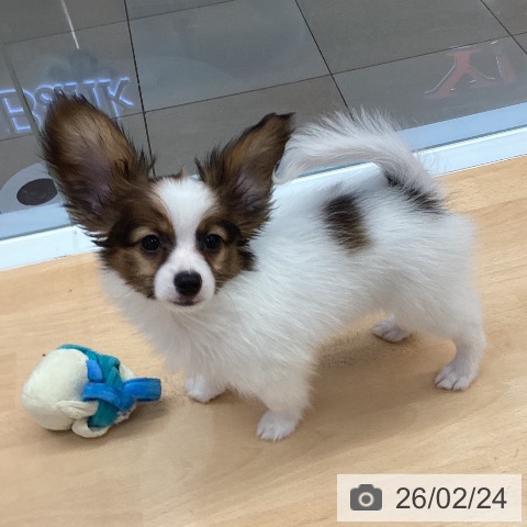 熊本県のパピヨン (ペットプラス 熊本店/2025年12月2日生まれ/男の子/ホワイトブラウン)の子犬の4枚目の画像