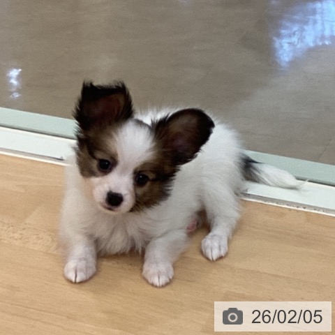 福岡県のパピヨン (ペットプラス 福岡伊都店/2025年12月2日生まれ/女の子/ホワイトブラウン)の子犬の4枚目の画像