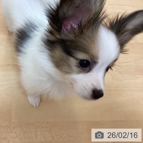 福岡県のパピヨン (ペットプラス 福岡伊都店/2025年12月2日生まれ/女の子/ホワイトブラウン)の子犬の4枚目の画像