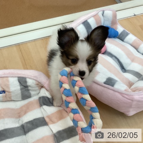 福岡県のパピヨン (ペットプラス 福岡伊都店/2025年12月2日生まれ/女の子/ホワイトブラウン)の子犬の3枚目の画像