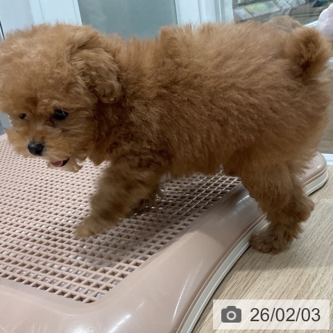 福岡県のトイプードル(トイ) (ペットプラス 八幡東店/2025年11月23日生まれ/女の子/レッド)の子犬の4枚目の画像