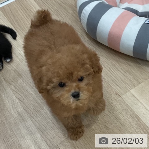 福岡県のトイプードル(トイ) (ペットプラス 八幡東店/2025年11月23日生まれ/女の子/レッド)の子犬の3枚目の画像