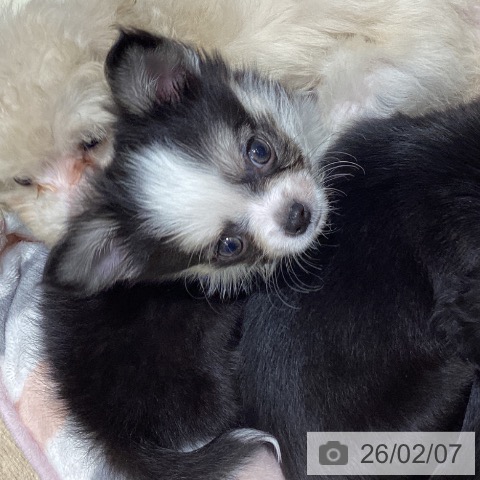 宮城県のチワワ(ロング) (ペットプラス 仙台上杉店/2025年12月2日生まれ/男の子/ブラックタンホワイト)の子犬の4枚目の画像