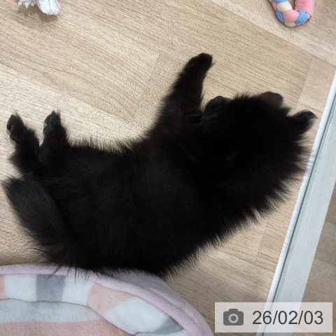 福岡県のポメラニアン (ペットプラス 八幡東店/2025年12月2日生まれ/女の子/ブラック)の子犬の4枚目の画像