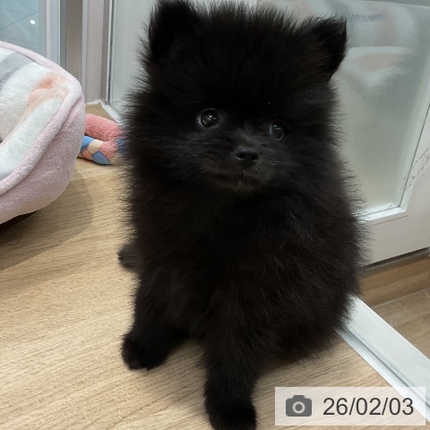 福岡県のポメラニアン (ペットプラス 八幡東店/2025年12月2日生まれ/女の子/ブラック)の子犬の3枚目の画像