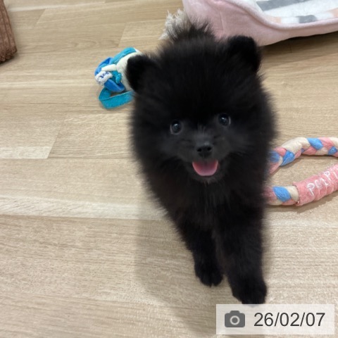 福岡県のポメラニアン (ペットプラス 八幡東店/2025年12月2日生まれ/女の子/ブラック)の子犬の3枚目の画像