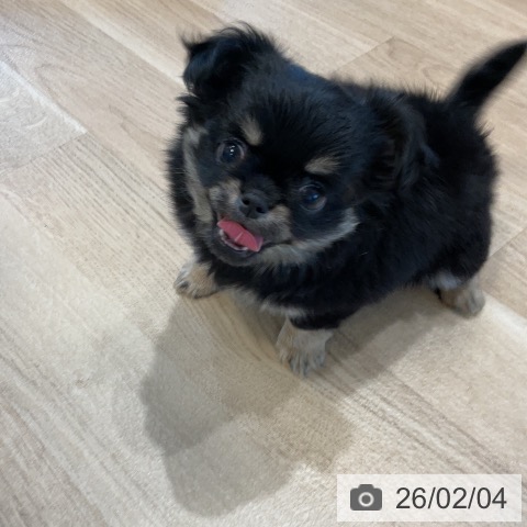 福岡県のチワワ(ロング) (ペットプラス 香椎浜店/2025年12月1日生まれ/女の子/ブラックタン)の子犬の4枚目の画像