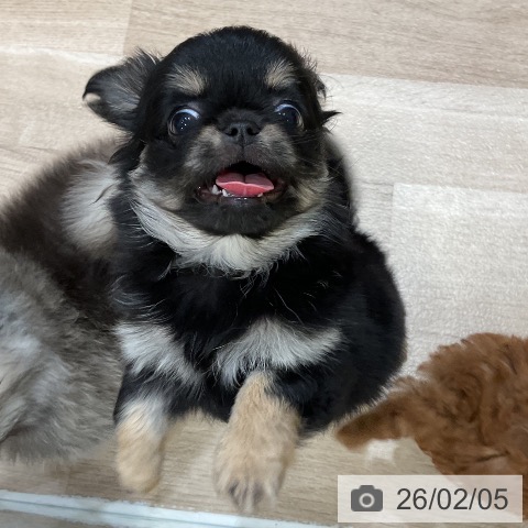 福岡県のチワワ(ロング) (ペットプラス 香椎浜店/2025年12月1日生まれ/女の子/ブラックタン)の子犬の3枚目の画像