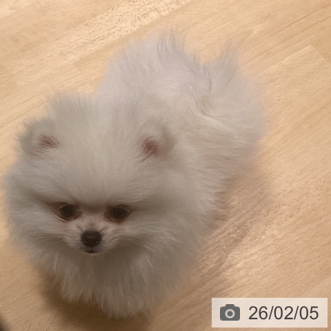 鹿児島県のポメラニアン (ペットプラス 姶良店/2025年12月2日生まれ/女の子/ホワイト)の子犬の4枚目の画像