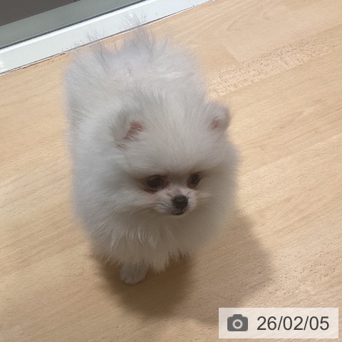 鹿児島県のポメラニアン (ペットプラス 姶良店/2025年12月2日生まれ/女の子/ホワイト)の子犬の3枚目の画像