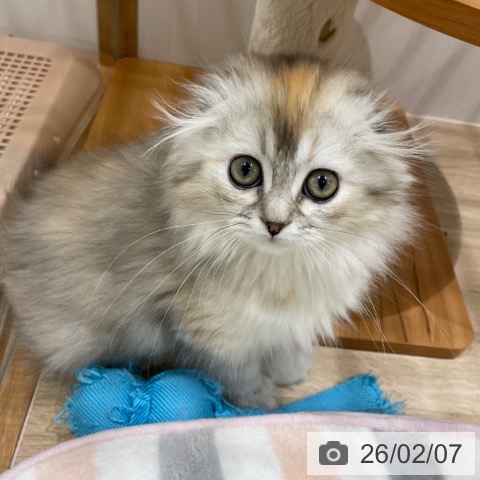 スコティッシュフォールドの写真