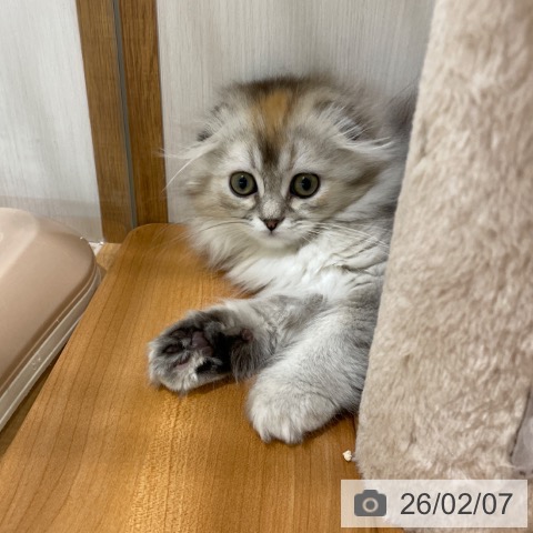 スコティッシュフォールドの写真