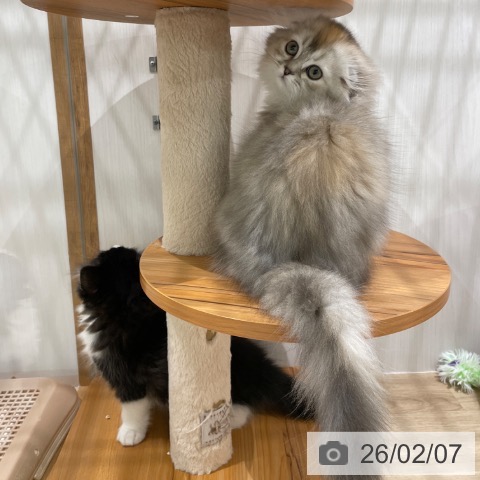 スコティッシュフォールドの写真