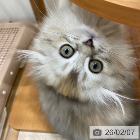 スコティッシュフォールドの写真