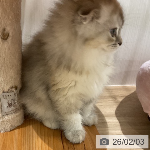 福岡県のスコティッシュフォールド (ペットプラス 八幡東店/2025年11月15日生まれ/女の子/ブラックトーティシェーデッド)の子猫の4枚目の画像