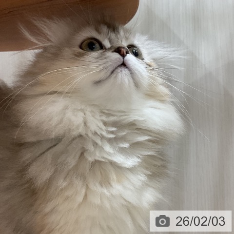 福岡県のスコティッシュフォールド (ペットプラス 八幡東店/2025年11月15日生まれ/女の子/ブラックトーティシェーデッド)の子猫の3枚目の画像