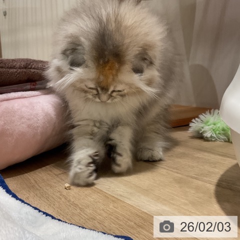 福岡県のスコティッシュフォールド (ペットプラス 八幡東店/2025年11月15日生まれ/女の子/ブラックトーティシェーデッド)の子猫の3枚目の画像